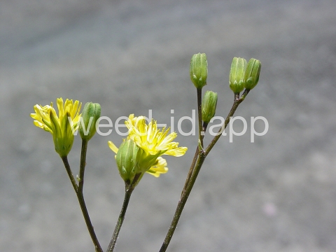 nipplewort